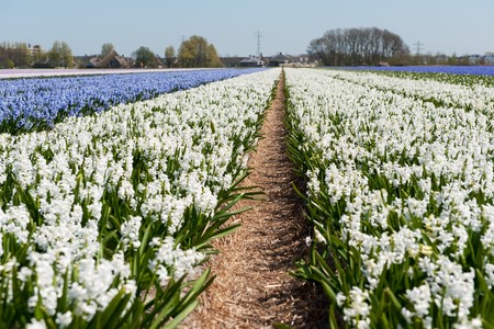 Dutch flower fields with white and purple Hyacinthsの写真素材