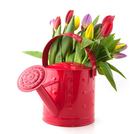 Decorative pink watering can with cheerful bouquet tulipsの写真素材