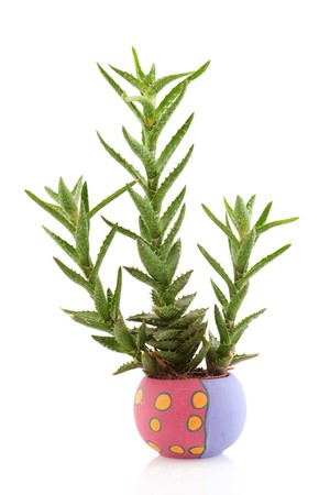 Prickly succulent plant in flower pot isolated over whiteの写真素材