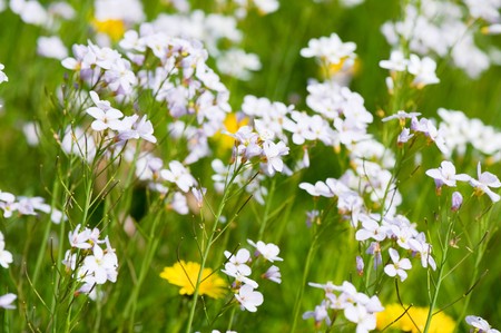 Yellow wild Dandelions and Cuckoo flowers in the grass