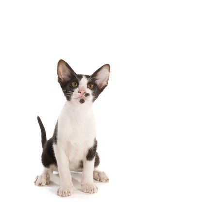 Cute little black and white Siamese kitten