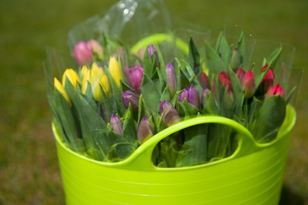 Bucket with bouquets of colorful tulips in the grassの写真素材