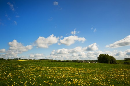 Grass fields with Dandelions in the Eifel Germanyの写真素材