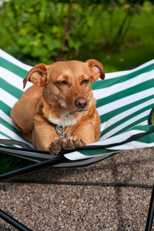 Brown dog is resting on a green striped bedの写真素材