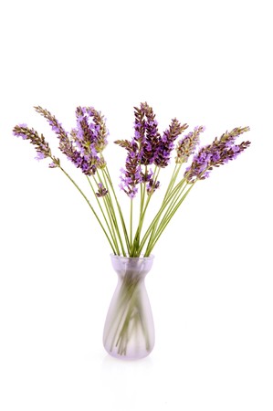 Little glass vase with purple Lavender isolated over whiteの写真素材