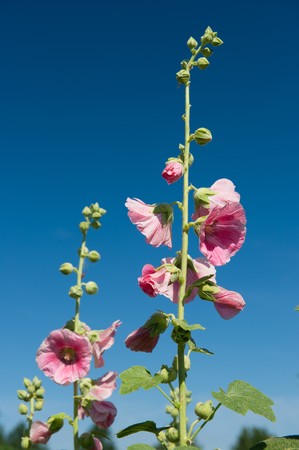 Pink Hollyhock in flower garden with blue skyの写真素材