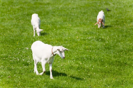 White goats in the green grass pasturesの写真素材