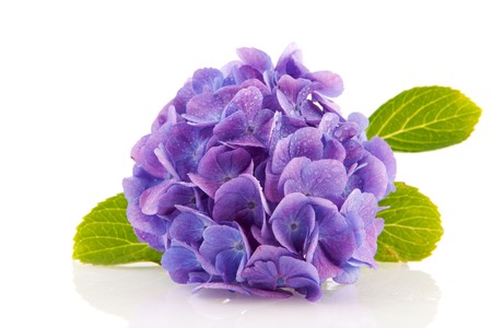 blue Hydrangea from the garden isolated over whiteの写真素材