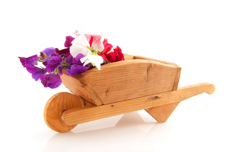 Colorful bouquet of Lathyrus from the gardenの写真素材