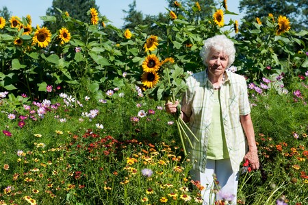 Old lady is plucking sunflowers in the flower gardenの写真素材