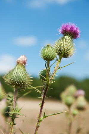Purple prickly thistle flowers in nature landscapeの写真素材
