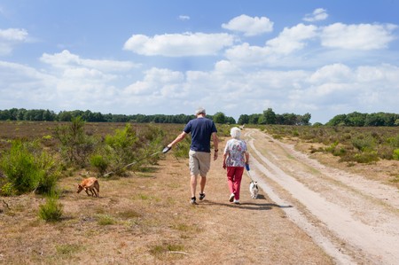 Walking the dogs in nature heather landscapeの写真素材