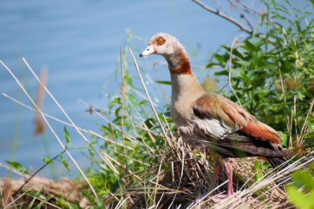 Young gray goose near the river in the nestの写真素材