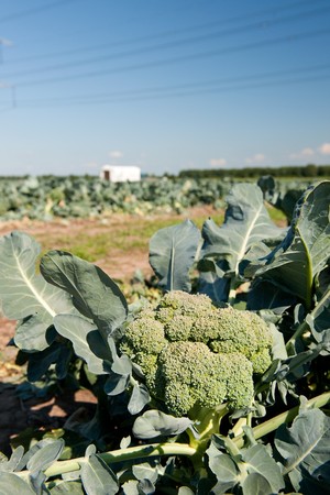Many green broccoli in the agriculture fieldsの写真素材
