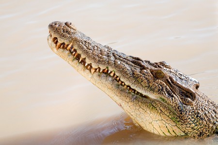 Head of a dangerous crocodile in the waterの写真素材