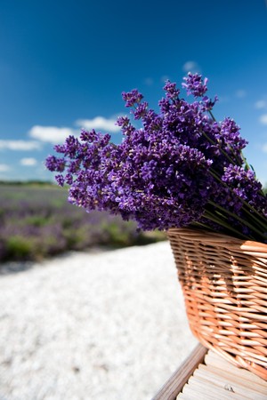 Picking Lavender in the fields and collect them in a cane basketの写真素材