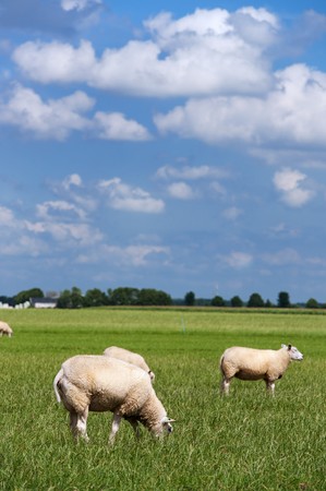 Herd of sheep in Dutch flat landscapeの写真素材