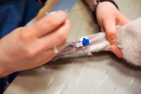 Cat on the operation table by the veterinary surgeonの写真素材