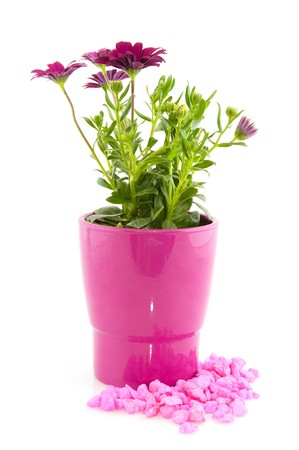 Spanish Daisies in pink flower pot isolated over whiteの写真素材