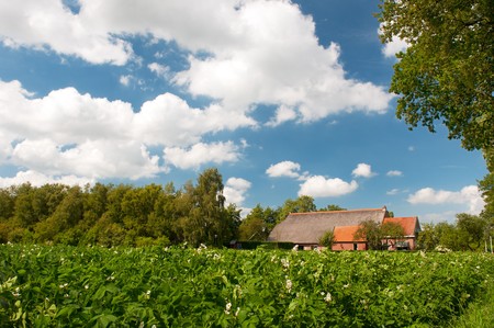 farm house in landscape with potatoes in agriculture fieldsの写真素材
