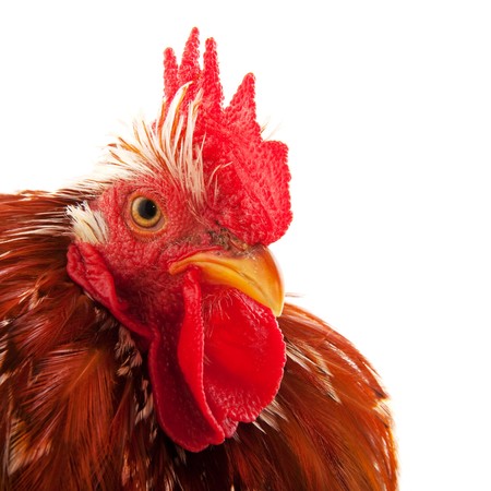 Head of a cock isolated over whiteの写真素材