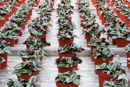 striped house plants in greenhouse for growingの写真素材