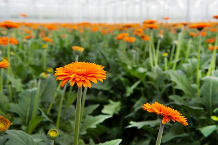 Gerber flowers breedery in greenhouse agriculture industry の写真素材
