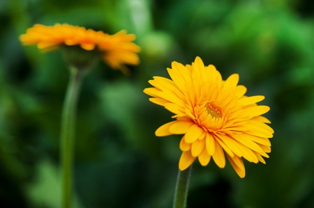 Yellow Gerber daisy flower plants in greenhouse の写真素材
