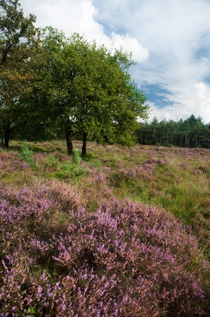 nature heather landscape with purple flowers in the fields