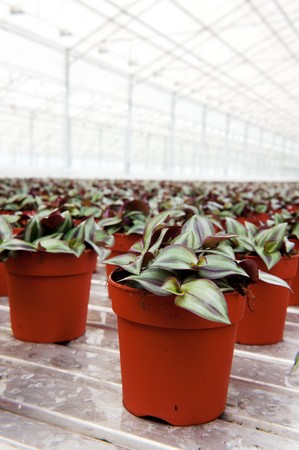 striped house plants in greenhouse for growingの写真素材