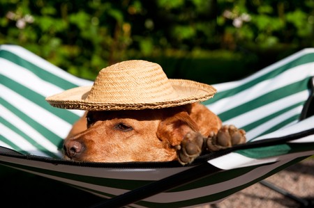 Dog lazy on it's own vacation bed with funny hat の写真素材