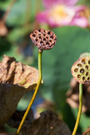 Seed of a Water Lily in dried flowers の写真素材