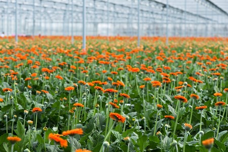 White Gerber daisy flowers plants in greenhouse の写真素材