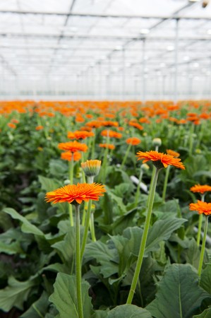 Gerber flowers breedery in greenhouse agriculture industry の写真素材