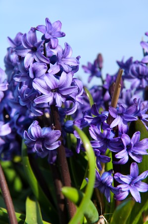 Field full with purple Hyacinths in Hollandの写真素材