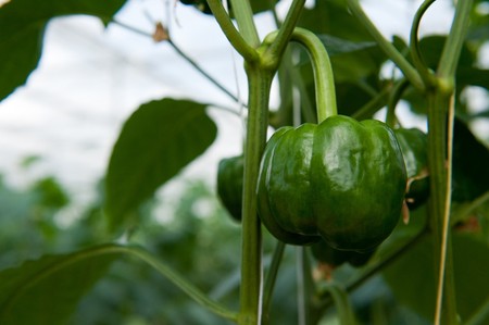 Paprika plant with almost ripe green vegetables in greenhouseの写真素材