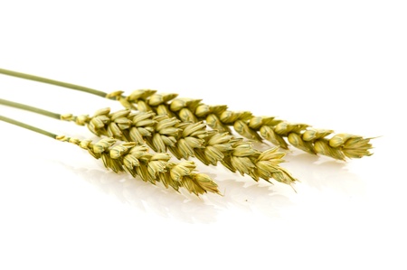 Bunch ripe wheat isolated over white backgroundの写真素材