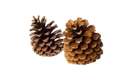 A pair of pine cones isolated over white backgroundの写真素材