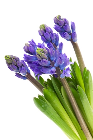Bouquet of purple Hyacinths isolated over whiteの写真素材