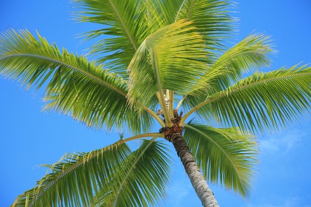 Tropical green palm tree with a blue skyの写真素材
