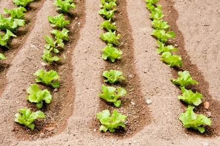 Vegetable garden with rows of salad plantsの写真素材
