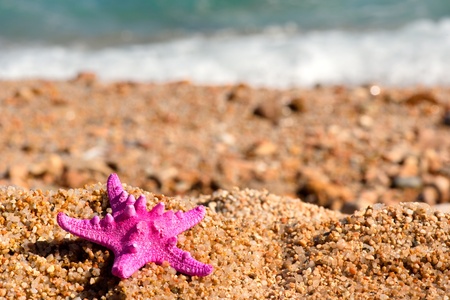 Lonely Pink starfish at the empty beachの写真素材