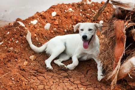 white Greek stray dog laying near a palm treeの写真素材