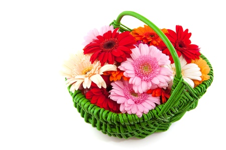 colorful green wicker basket full with Gerber flowersの写真素材