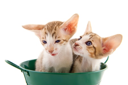 Green old fashioned bucket with cute little kittensの写真素材