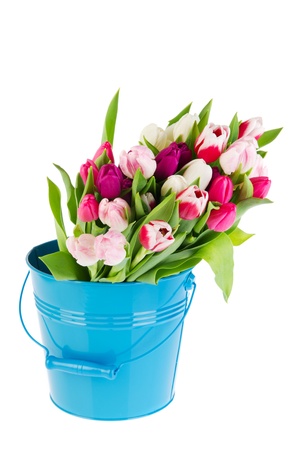 colorful bouquet tulips in red pink and white in blue metal bucketの写真素材