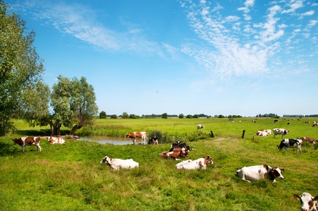 Typical Dutch landscape with cows in the pasturesの写真素材