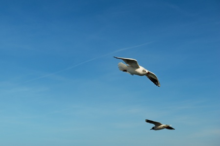 Seagull bird flying in the blue skyの写真素材