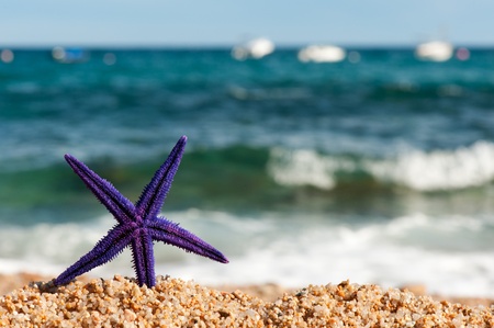 Standing purple starfish standing at the beachの写真素材