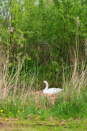 White swan on nest in nature environmentの写真素材
